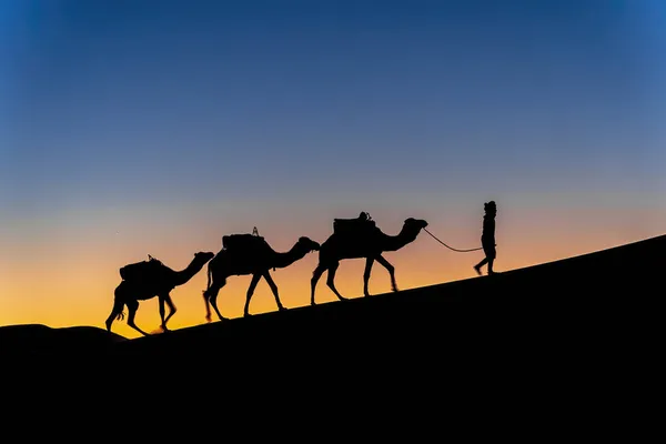 Silhueta Três Camelos Seu Manipulador Contra Sol Nascente Deserto Saara — Fotografia de Stock