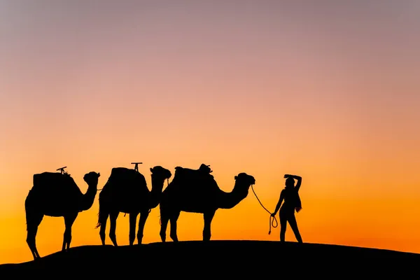 Silhouet Van Drie Kamelen Hun Begeleider Tegen Opkomende Zon Saharaanse — Stockfoto