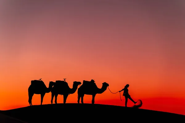 Silhueta Três Camelos Seu Manipulador Contra Sol Nascente Deserto Saara — Fotografia de Stock