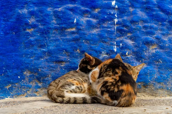 Две Маленькие Кошки Собираются Вместе Маленьком Городке Марокко — стоковое фото