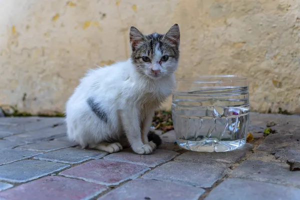 Pequeno Gato Vadio Anda Por Uma Cidade Marrocos — Fotografia de Stock