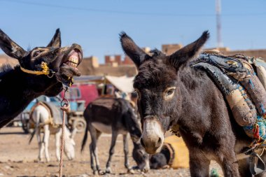 Katırlar Rissani, Fas, Afrika 'da toplandı.