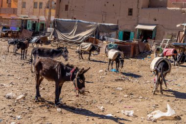 Katırlar Rissani, Fas, Afrika 'da toplandı.