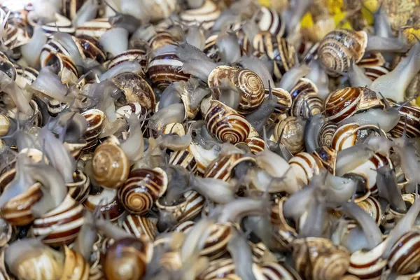 Live Snails Sold Open Market Blue City Medina Fez Morocco — Stock Photo, Image