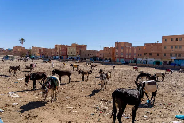 Μουλάρια Περικυκλώνονται Στην Πόλη Ρισάνι Μαρόκο Αφρική — Φωτογραφία Αρχείου