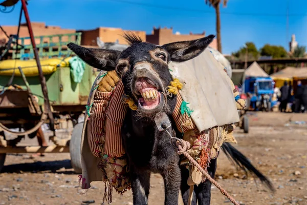 Mules Corralled Town Rissani Morocco Africa — Stock Photo, Image
