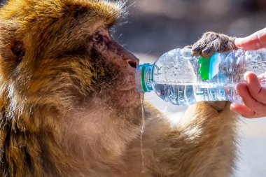 Fas 'taki Azrou yakınlarındaki sedir ormanlarında yaşayan Makak maymunlar.