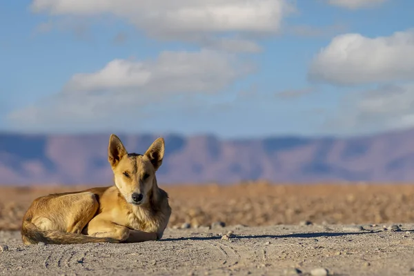 Traditioneel Dorp Oase Van Ziz Valley Bij Errachidia Marokko Afrika — Stockfoto