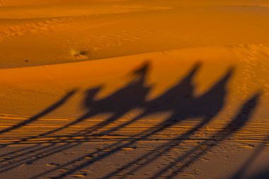 Bir grup yolcunun gölgeleri, Fas, Afrika 'daki Sahra Çölü' nde yürürken kumda görülüyor.