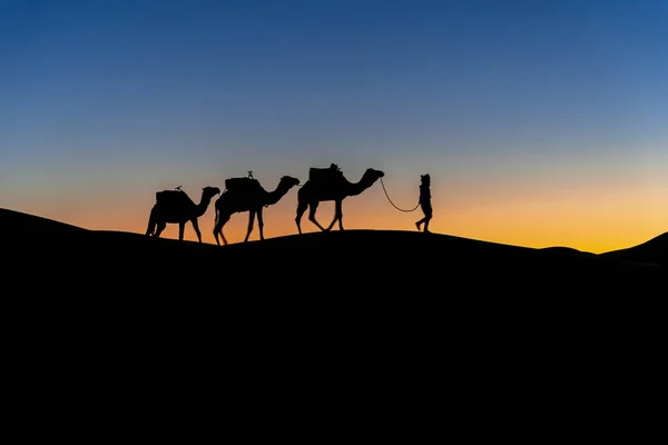 Silhouette Tre Cammelli Loro Responsabile Contro Sole Che Sorge Nel — Foto Stock