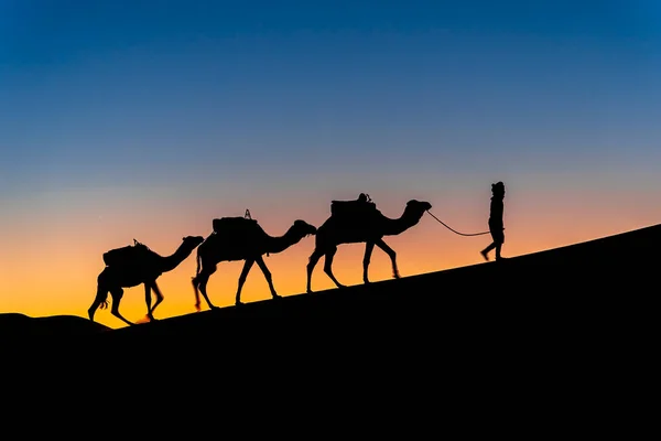 Silhouet Van Drie Kamelen Hun Begeleider Tegen Opkomende Zon Saharaanse — Stockfoto