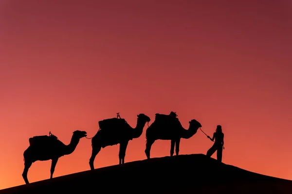 Három Teve Sziluettje Kezelője Marokkói Szahara Sivatagban Felkelő Nap Ellen — Stock Fotó