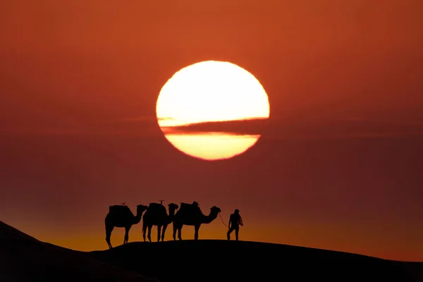 Silhouet Van Drie Kamelen Hun Begeleider Tegen Opkomende Zon Saharaanse — Stockfoto