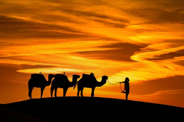 Silueta Tres Camellos Manipulador Contra Sol Naciente Desierto Del Sahara —  Fotos de Stock