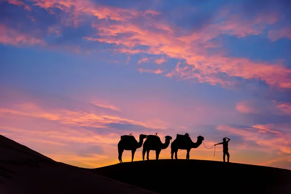 Silhouet Van Drie Kamelen Hun Begeleider Tegen Opkomende Zon Saharaanse — Stockfoto