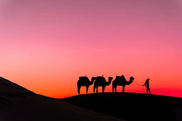 Silhueta Três Camelos Seu Manipulador Contra Sol Nascente Deserto Saara — Fotografia de Stock