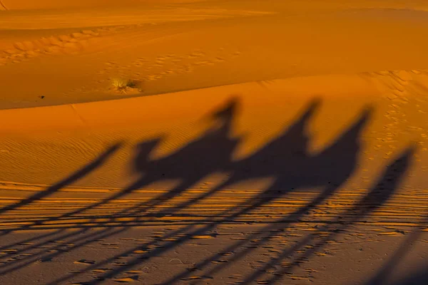 Ombre Gruppo Viaggiatori Sono Viste Nella Sabbia Mentre Camminano Attraverso — Foto Stock