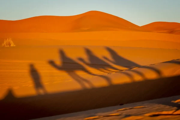 Shadows Group Travelers Seen Sand Walk Saharan Desert Morocco Africa — Stock Photo, Image