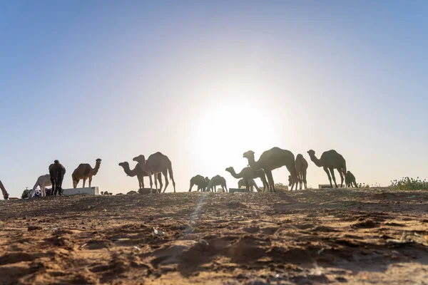 Closeup Dromedary Camel Preparing Walk Sand Saharan Desert Morocco — стокове фото