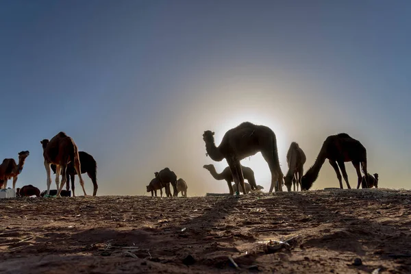 Closeup Dromedary Camel Preparing Walk Sand Saharan Desert Morocco — стокове фото