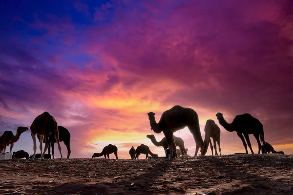 Közelkép Egy Dromedary Camel Készül Sétálni Homokban Szaharai Sivatagban Marokkóban — Stock Fotó
