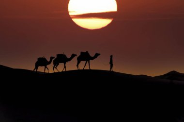 Silhouette of three camels and their handler against the rising sun in the Saharan Desert in Morocco clipart