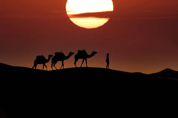 Silhueta Três Camelos Seu Manipulador Contra Sol Nascente Deserto Saara — Fotografia de Stock