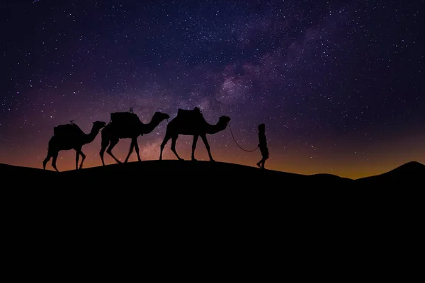 모로코 의사하라 사막에서 떠오르는 태양을 등지고 마리의 낙타와 그들의 조련사의 — 스톡 사진