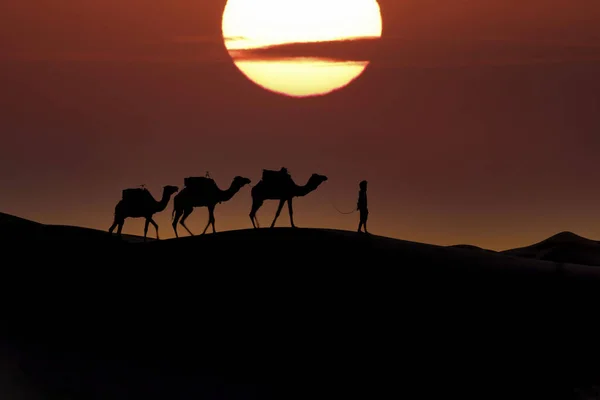 Silhouette Three Camels Handler Rising Sun Saharan Desert Morocco — Stock Photo, Image