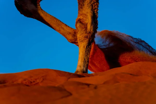 Primer Plano Camello Dromedario Caminando Por Arena Desierto Del Sahara — Foto de Stock