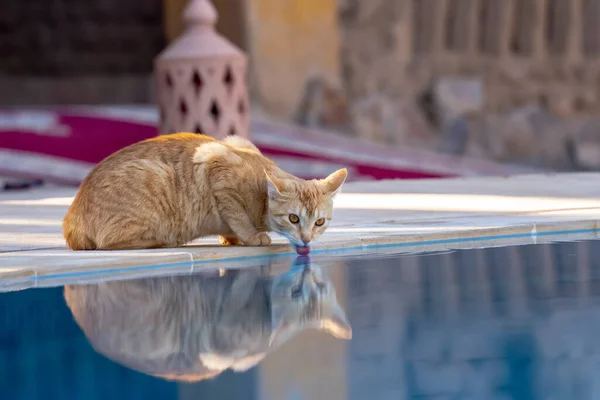 모로코에 도시를 돌아다니는 길잃은 고양이 — 스톡 사진