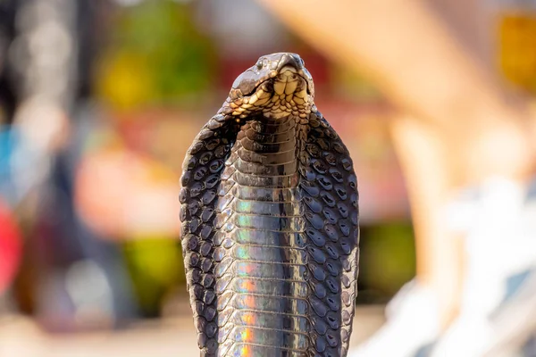 King Cobra Ofiophagus Hannah Nejdelší Jedovatý Had Světě — Stock fotografie