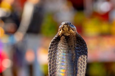 Kral Kobra (Ophiophagus Hannah) Dünyanın en uzun zehirli yılanı.