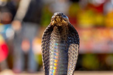 King Cobra (Ophiophagus hannah) The world's longest venomous snake clipart