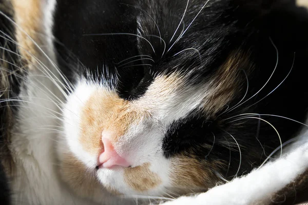 Magnifique Chat Maison Fait Une Sieste Sous Soleil Après Midi — Photo