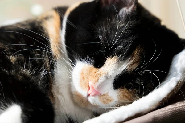 A gorgeous house cat takes a nap in the afternoon sun at home