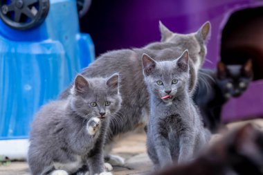 8 week old outside kittens eat their meals and clean themselves afterwards in an urban environment