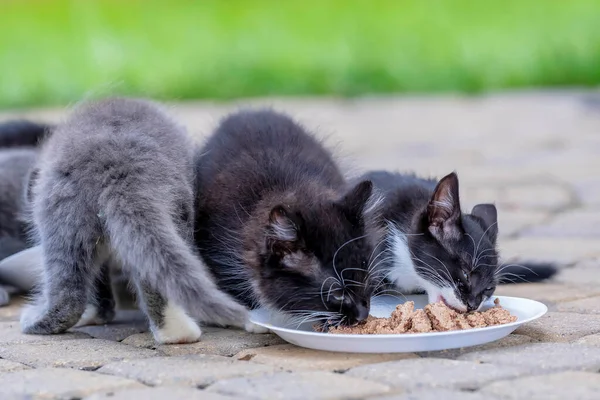 Week Old Kittens Eat Meals Clean Themselves Afterwards Urban Environment — Fotografia de Stock