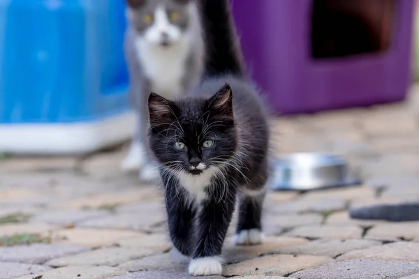 Week Old Kittens Eat Meals Clean Themselves Afterwards Urban Environment — Stock Fotó