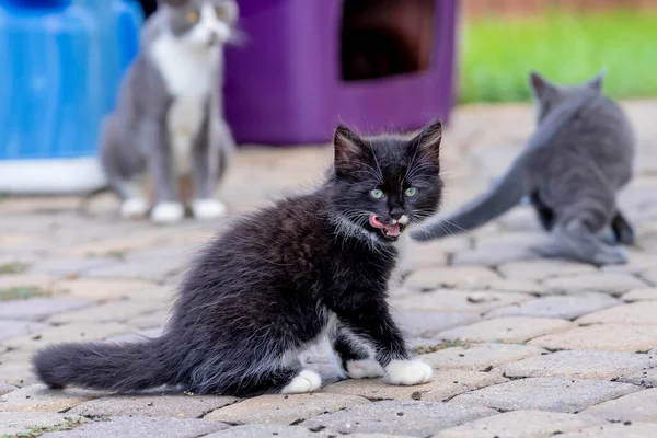 Week Old Kittens Eat Meals Clean Themselves Afterwards Urban Environment — Stock Fotó