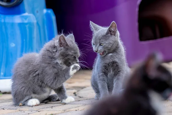 Week Old Kittens Eat Meals Clean Themselves Afterwards Urban Environment — Stok fotoğraf