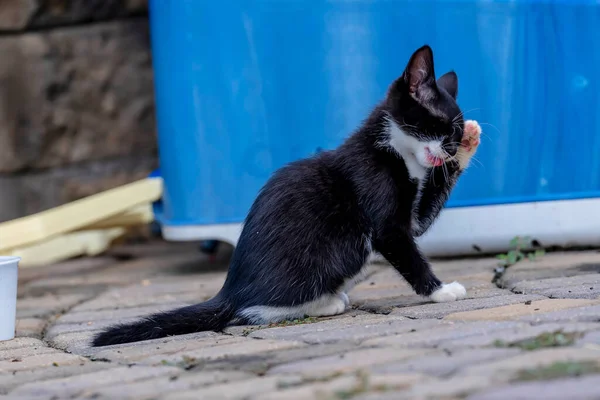 Week Old Kittens Eat Meals Clean Themselves Afterwards Urban Environment — Stock Fotó
