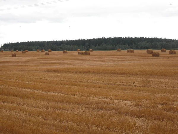 The Wheat Field — Stock Photo, Image