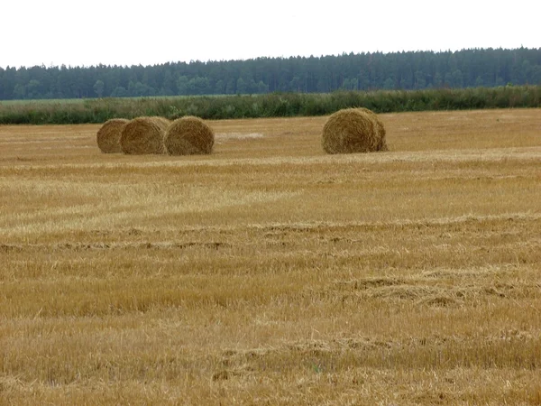 O campo de trigo — Fotografia de Stock