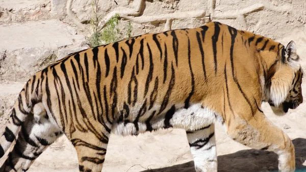 Bengalskie tigers — Stock Photo, Image