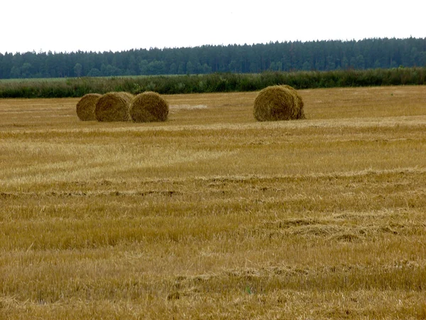 Campos de trigo na Bielorrússia . — Fotografia de Stock