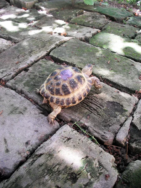 Mały żółw. — Zdjęcie stockowe
