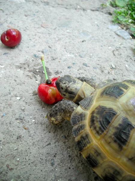 Kleine Schildkröte. — Stockfoto