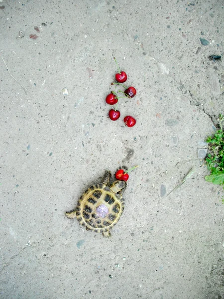Mały żółw. — Zdjęcie stockowe