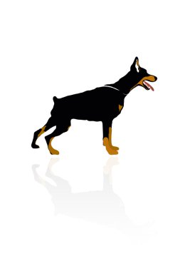 Doberman